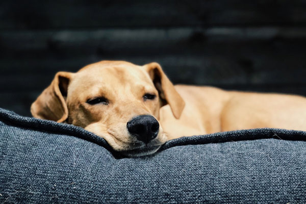 Divano a prova di cane: come sceglierlo